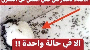 “ضاع عمرنا واحنا ما نعرفش”.. الإفتاء تُحذر من قتل النمل في المنزل إلا في حالة واحدة فقط