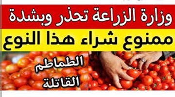 خراب بيوت مستعجل.. وزارة الزراعة تحذر من شراء هذا النوع من الطماطم المنتشرة في الأسواق خدي بالك منها تسبب الوفاة!!