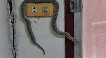 «خطر يهدد بيتك وعيلتك».. احذر هذه الاشياء تجذب الثعابين” إلى منزلك.. اعرفها قبل ما يفوت الأوان!!