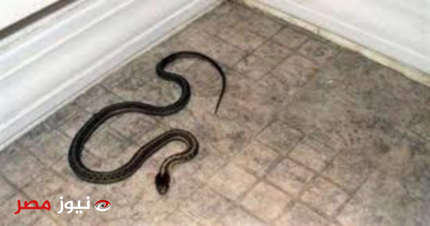 "خلي بالك هيملوا البيت عندك".. أشياء تجذب الثعابين إلى منزلك..اعرفها فورا قبل فوات الآوان!!