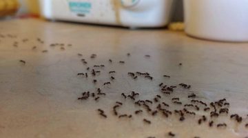 احصلي على منزل نظيف ومتألق وخالي من كافة أنواع النمل المزعجة والمقرفة!!