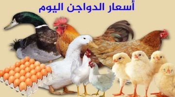 أعرف الفراخ بكام.. مفاجأة في أسعار الدواجن وكراتين البيض اليوم السبت 20 أبريل في السوق